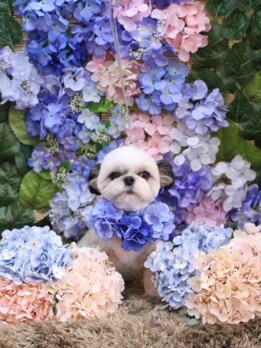 20250606こむぎちゃん 